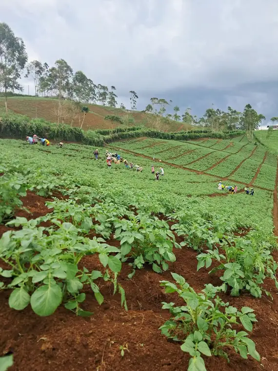 Travailleurs agricoles en rangs dans un champ vallonné, sous un ciel chargé