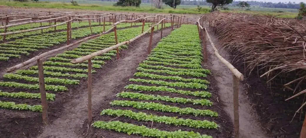 Rangées régulières de jeunes plants sur planches surélevées, encadrées de tuteurs en bois