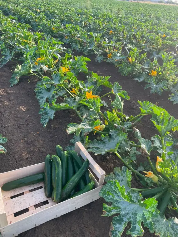 Caisse en bois remplie de légumes fraîchement récoltés au bord d'un champ cultivé en lignes