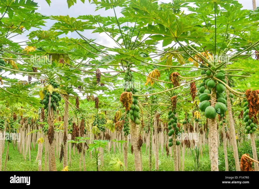Plantation de papayers chargés de fruits