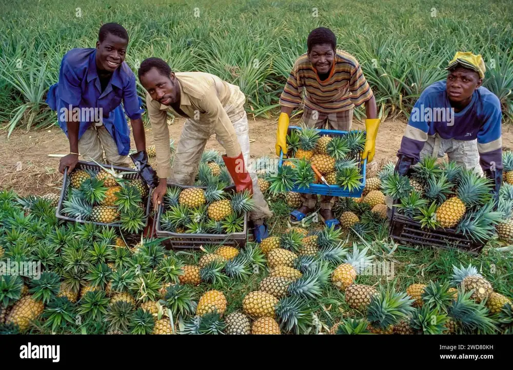 Producteurs ivoiriens récoltant des ananas et remplissant des caisses au champ